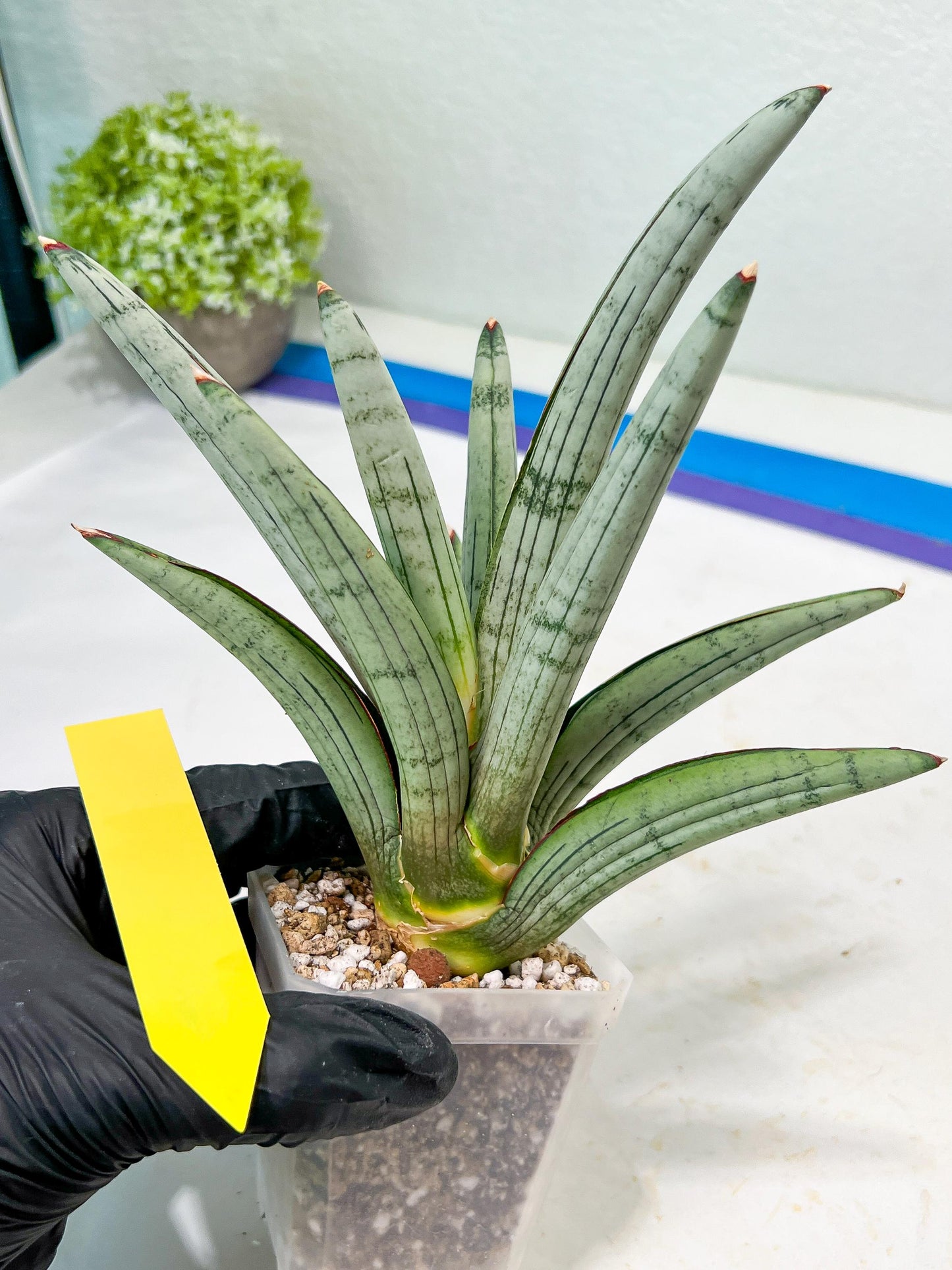 Sansevieria Angel (PH7) | Embark on a Rare Plant Adventure