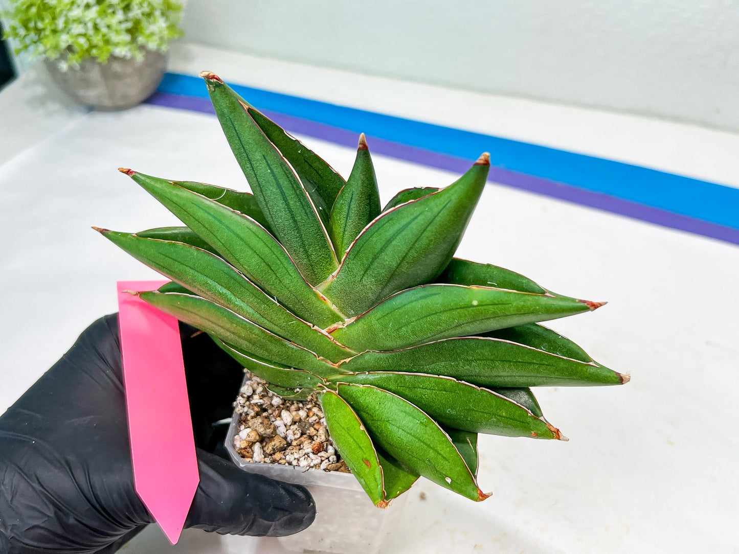 Sansevieria Bilbao (#RA30) | Rare Hybrid Species