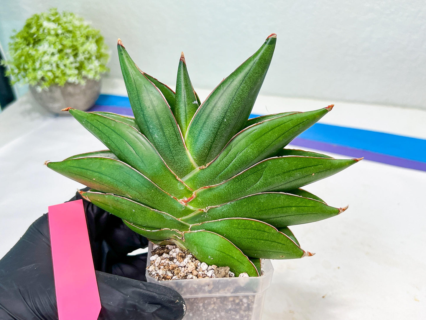 Sansevieria Bilbao (#RA30) | Rare Hybrid Species