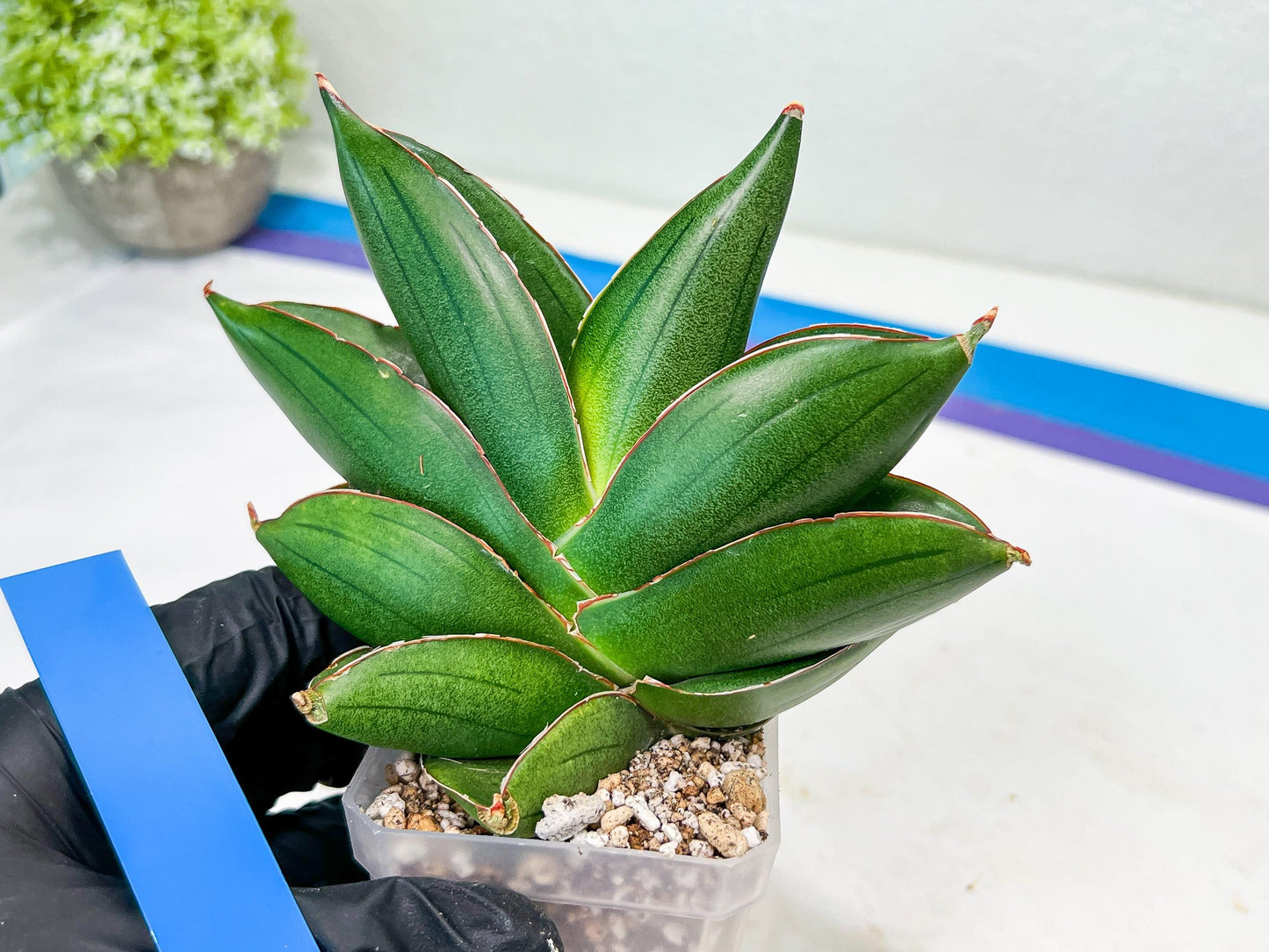 Sansevieria Bilbao (#RA30) | Rare Hybrid Species
