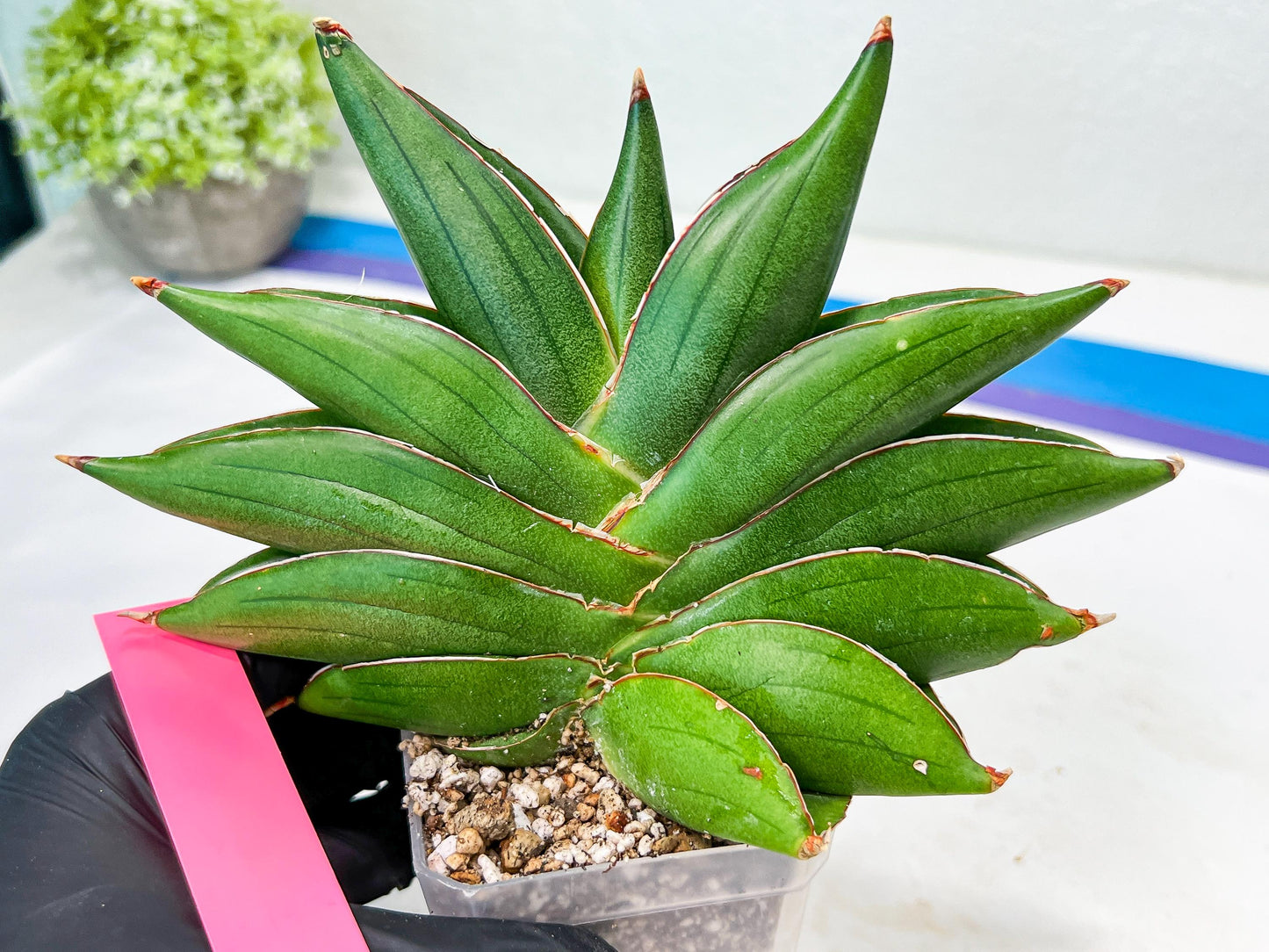 Sansevieria Bilbao (#RA30) | Rare Hybrid Species