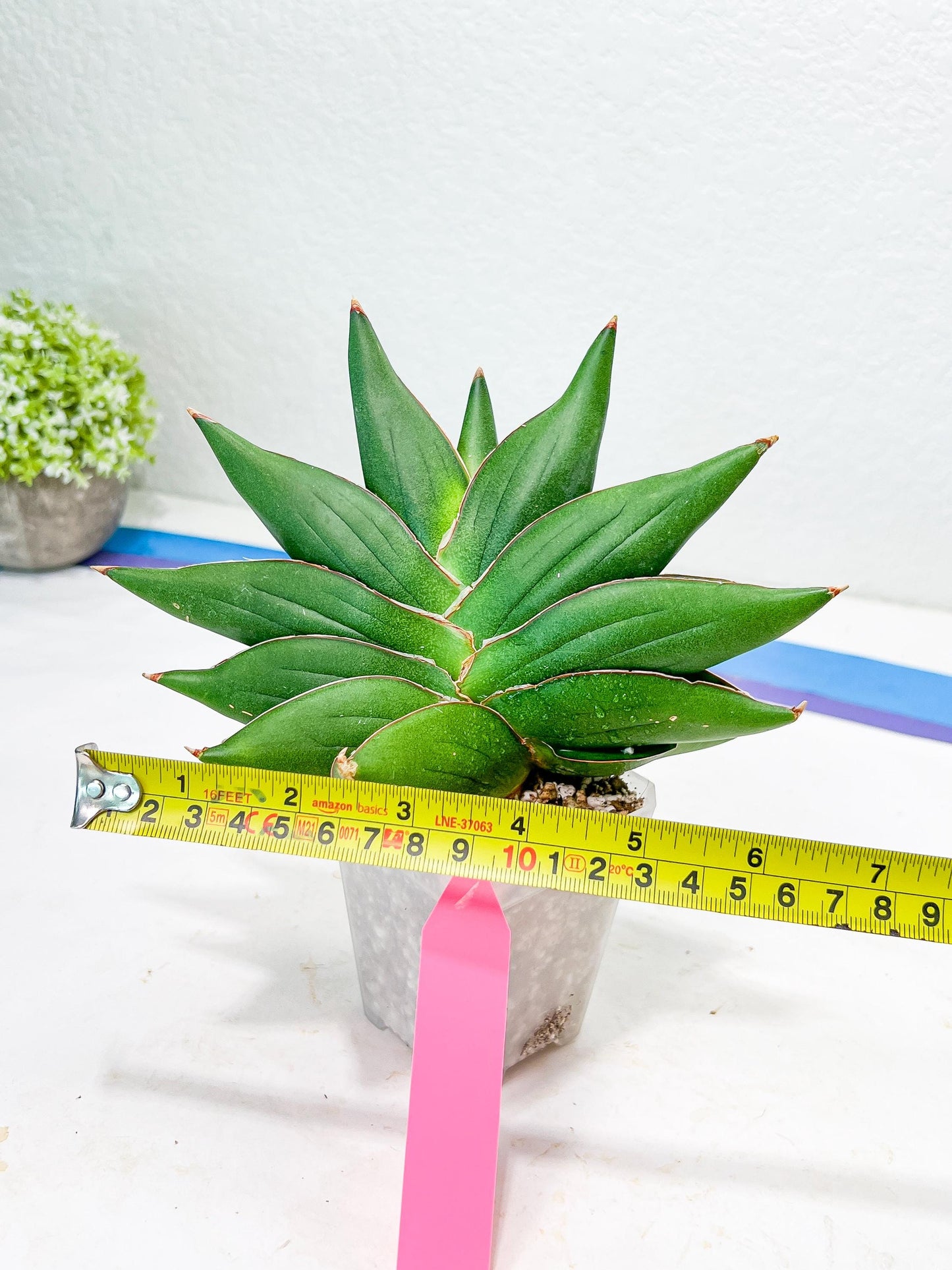 Sansevieria Opera House (#RA28) | Imported Indoor Snake Plant