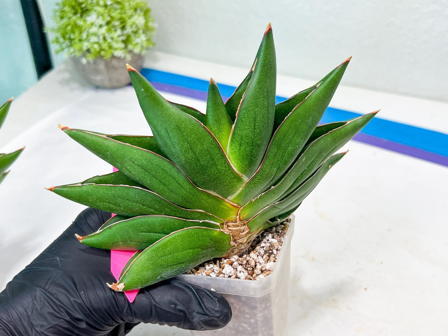 Sansevieria Opera House (#RA28) | Imported Indoor Snake Plant