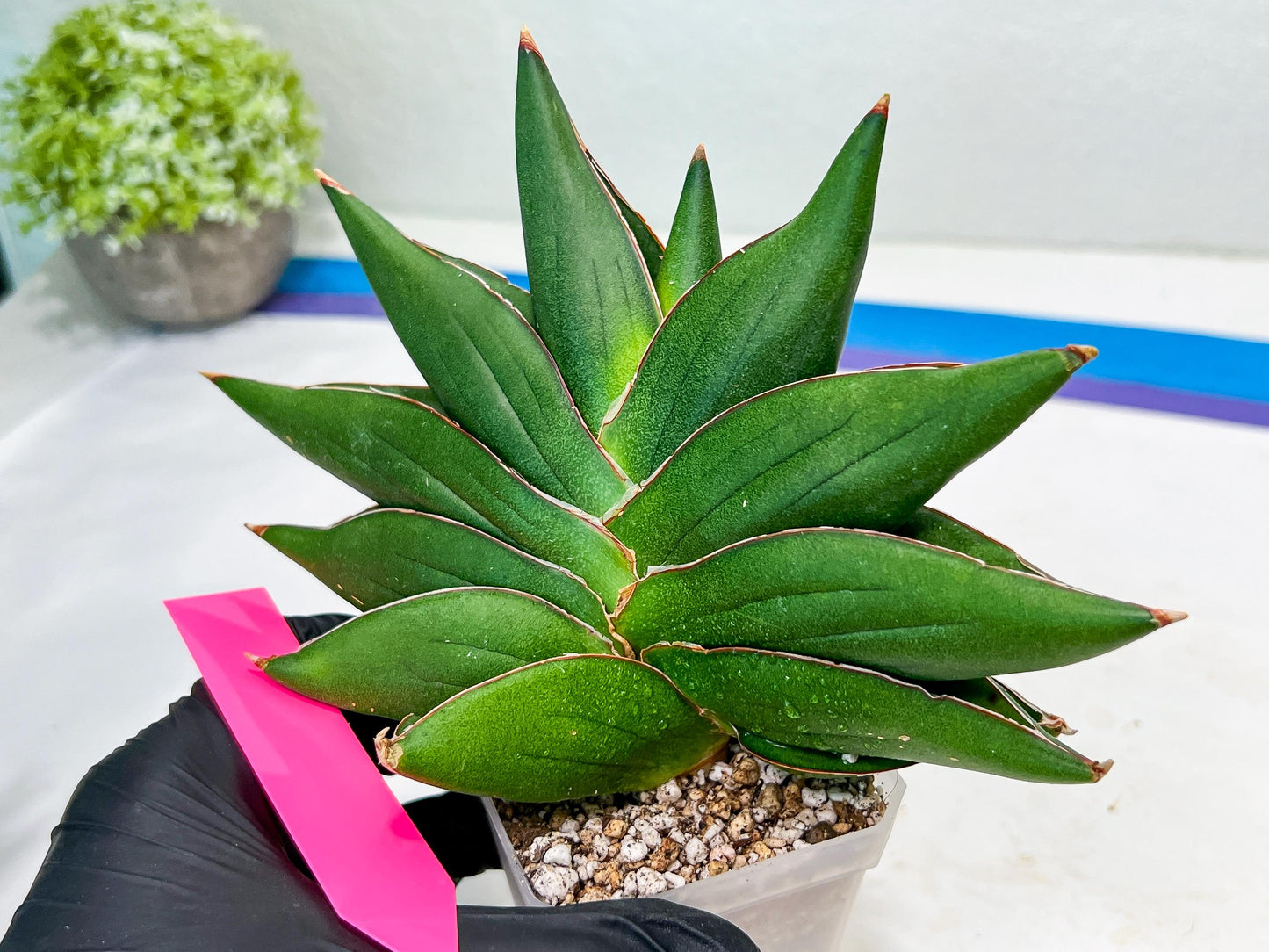 Sansevieria Opera House (#RA28) | Imported Indoor Snake Plant