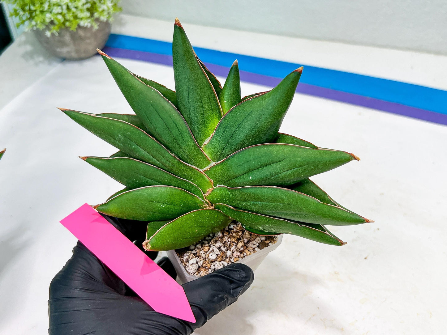 Sansevieria Opera House (#RA28) | Imported Indoor Snake Plant