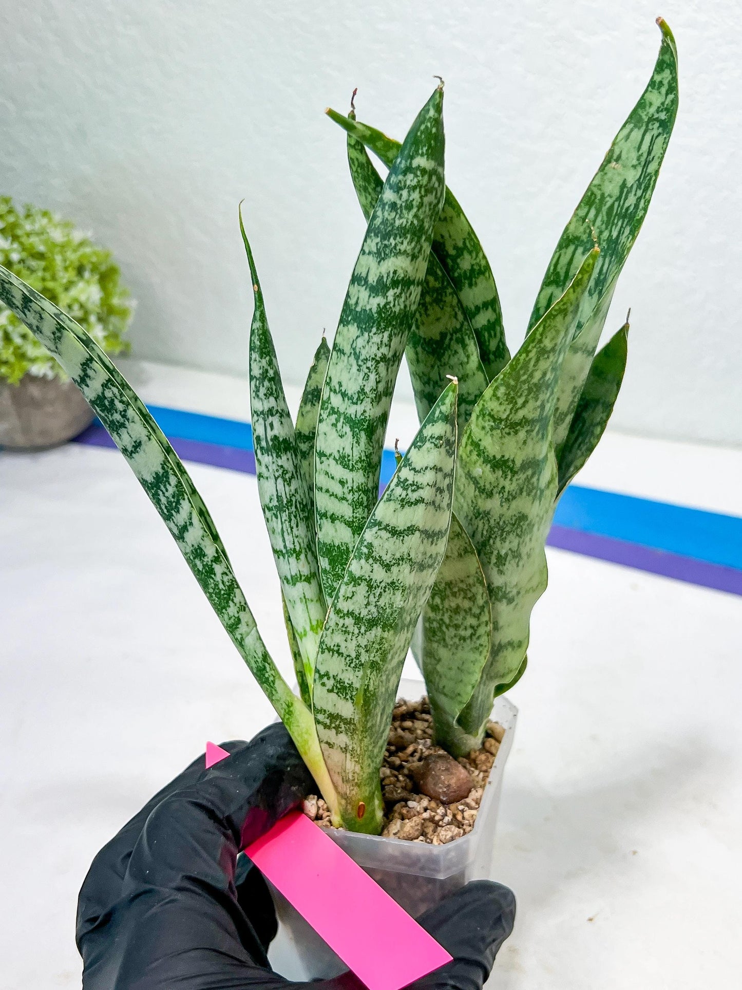 Sansevieria Hybrid Everest | Imported Plants | Rare Hybrid Species