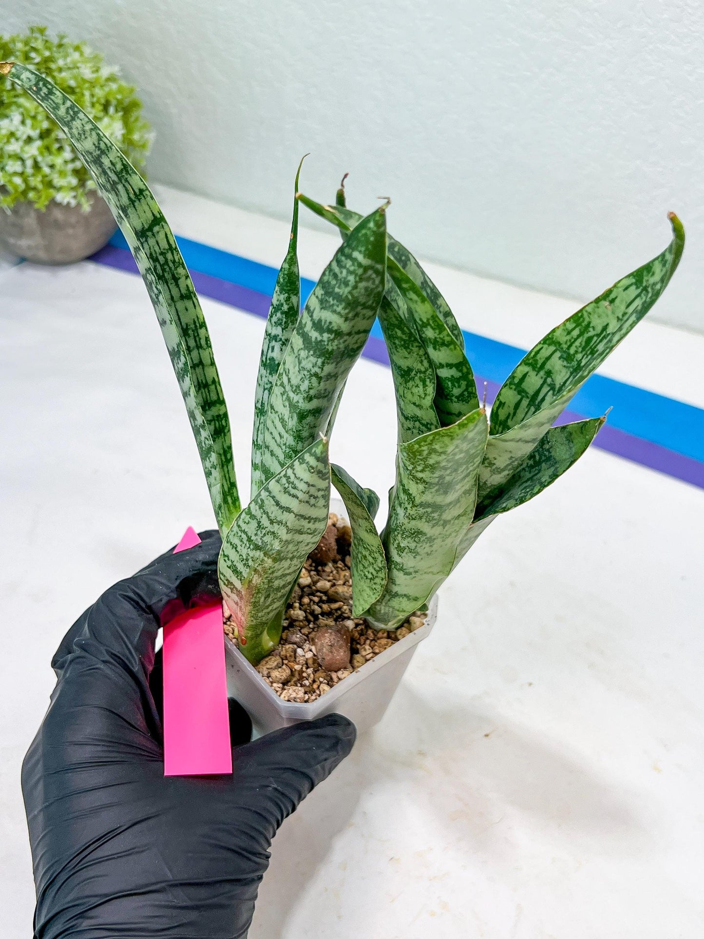 Sansevieria Hybrid Everest | Imported Plants | Rare Hybrid Species