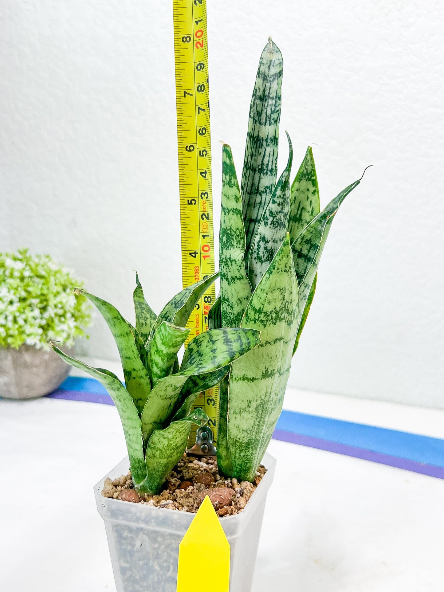 Sansevieria Hybrid Everest | Imported Plants | Rare Hybrid Species