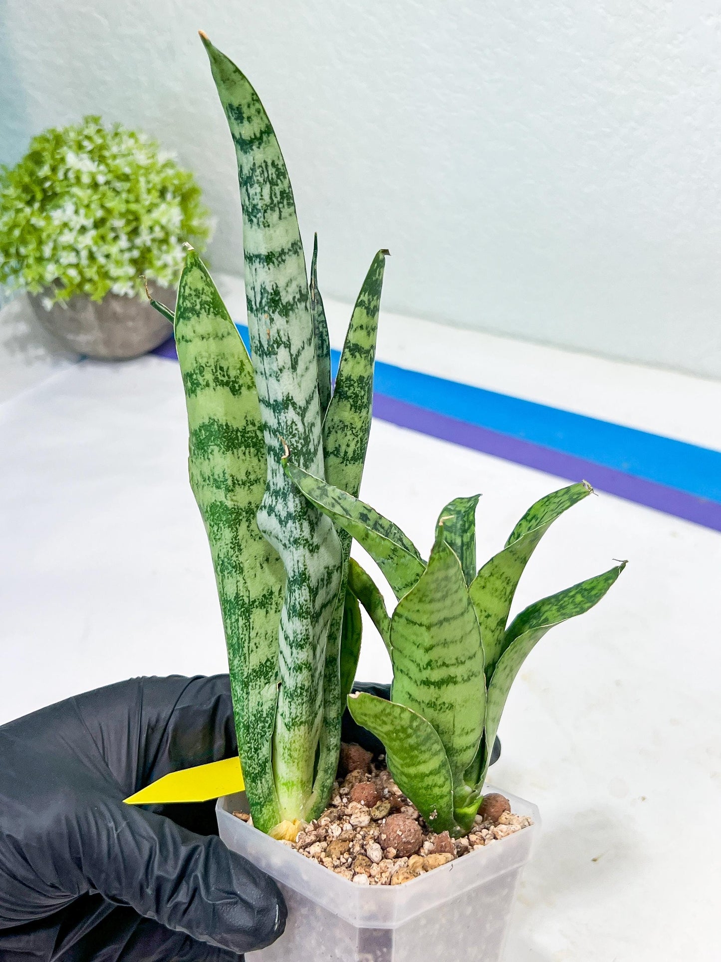 Sansevieria Hybrid Everest (#Ra36) | Imported Plants | Rare Hybrid Species