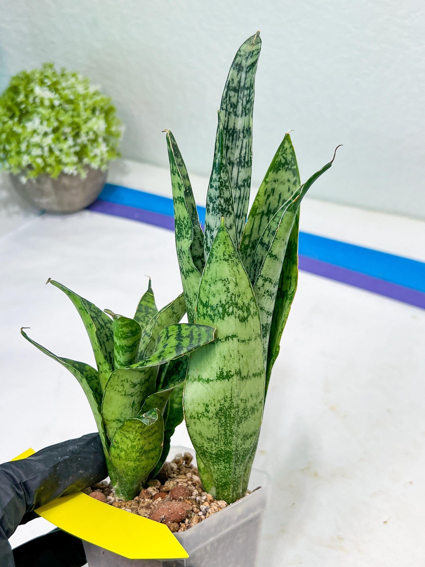 Sansevieria Hybrid Everest | Imported Plants | Rare Hybrid Species