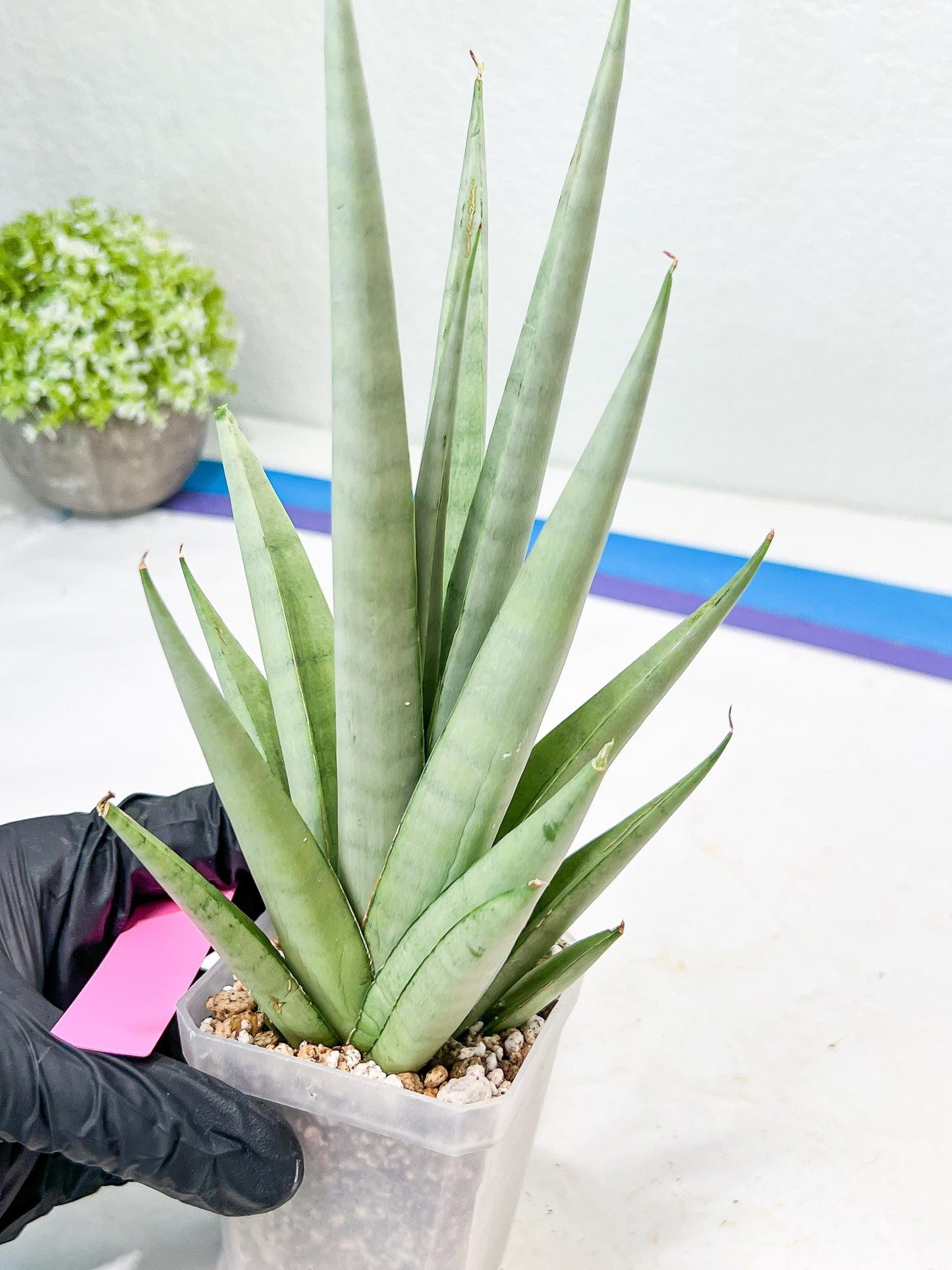 Sansevieria Opera House (#Ra38) | Imported hybrids