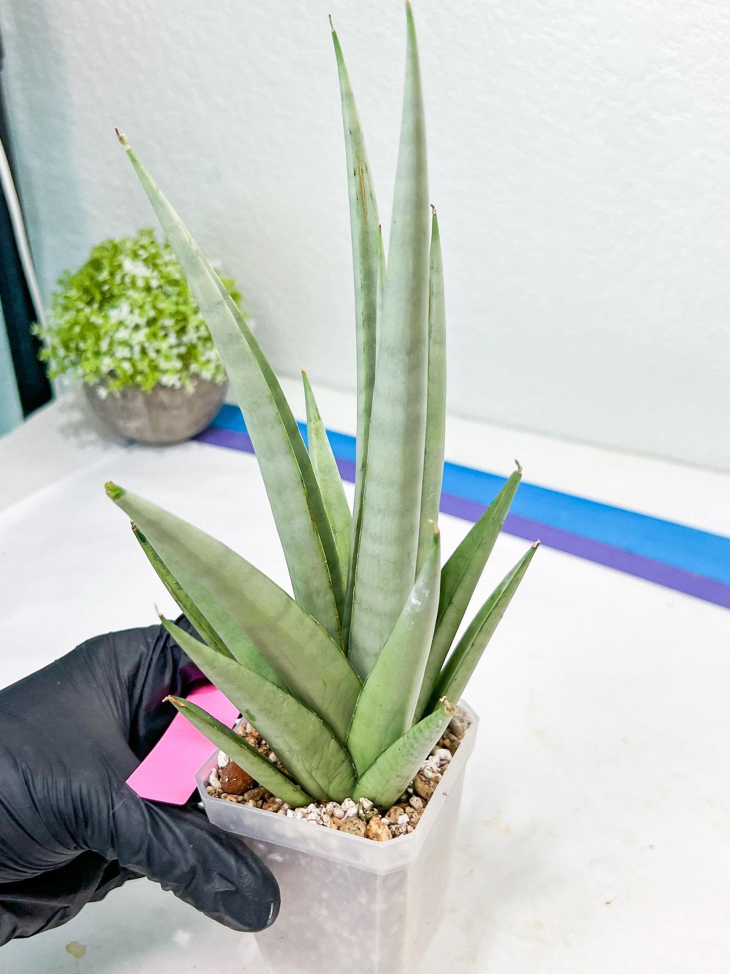 Sansevieria Opera House (#Ra38) | Imported hybrids