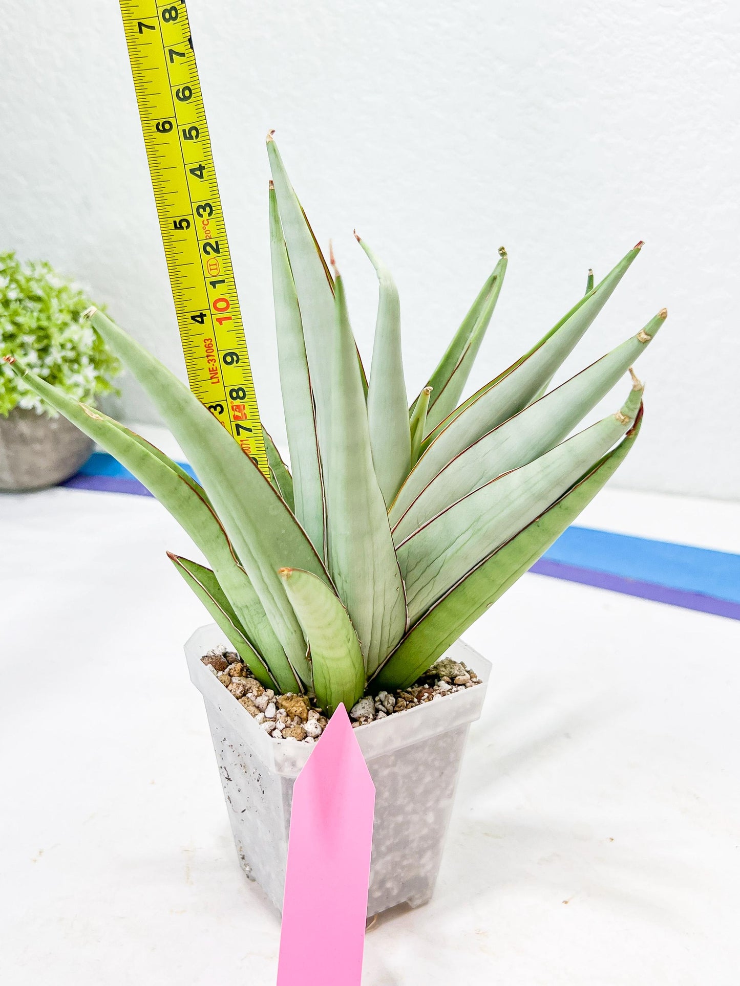 Sansevieria Frozen Trone (#PH19) | Imported Indoor Snake Plant
