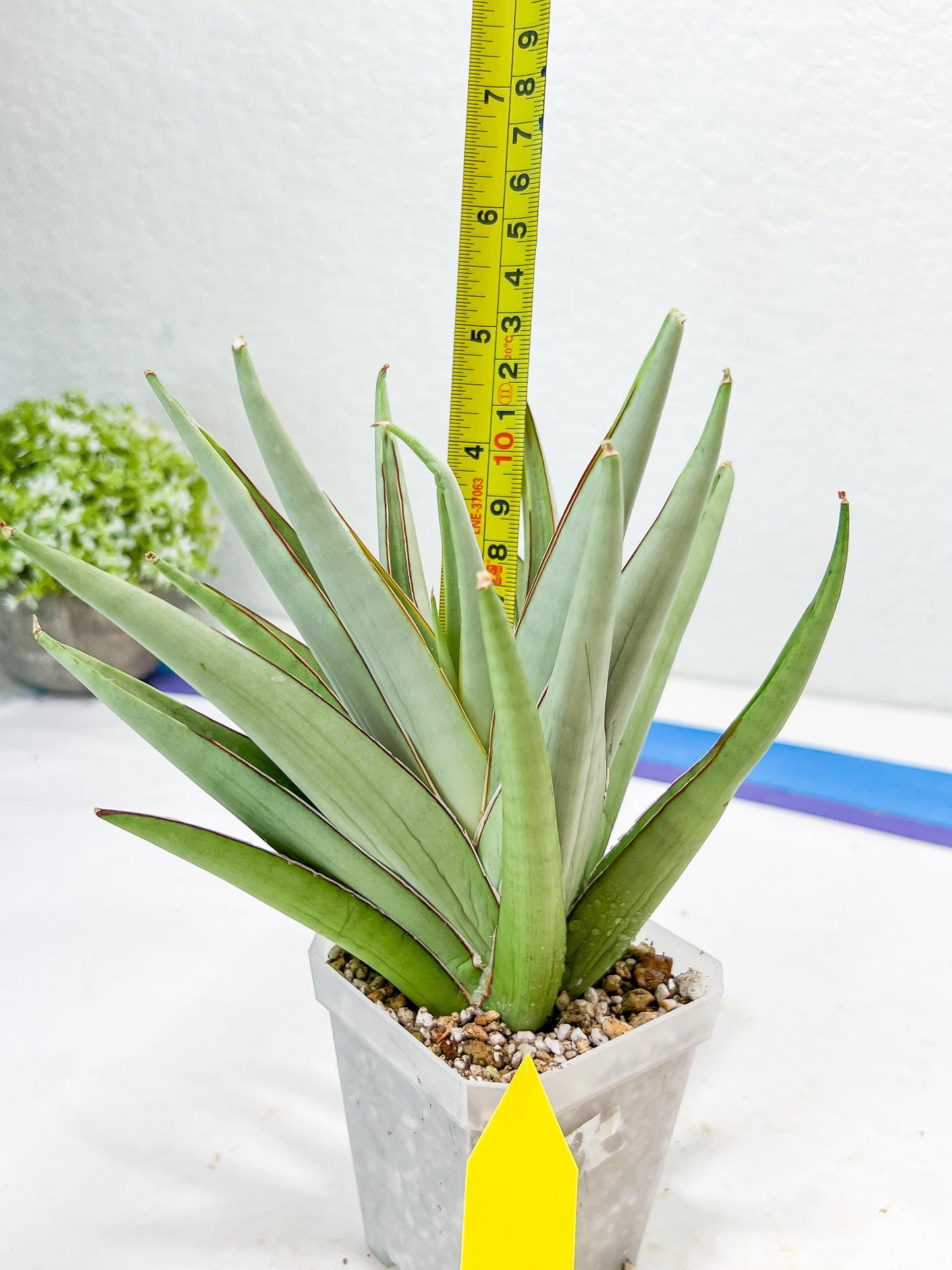 Sansevieria Frozen Trone (#PH19) | Imported Indoor Snake Plant