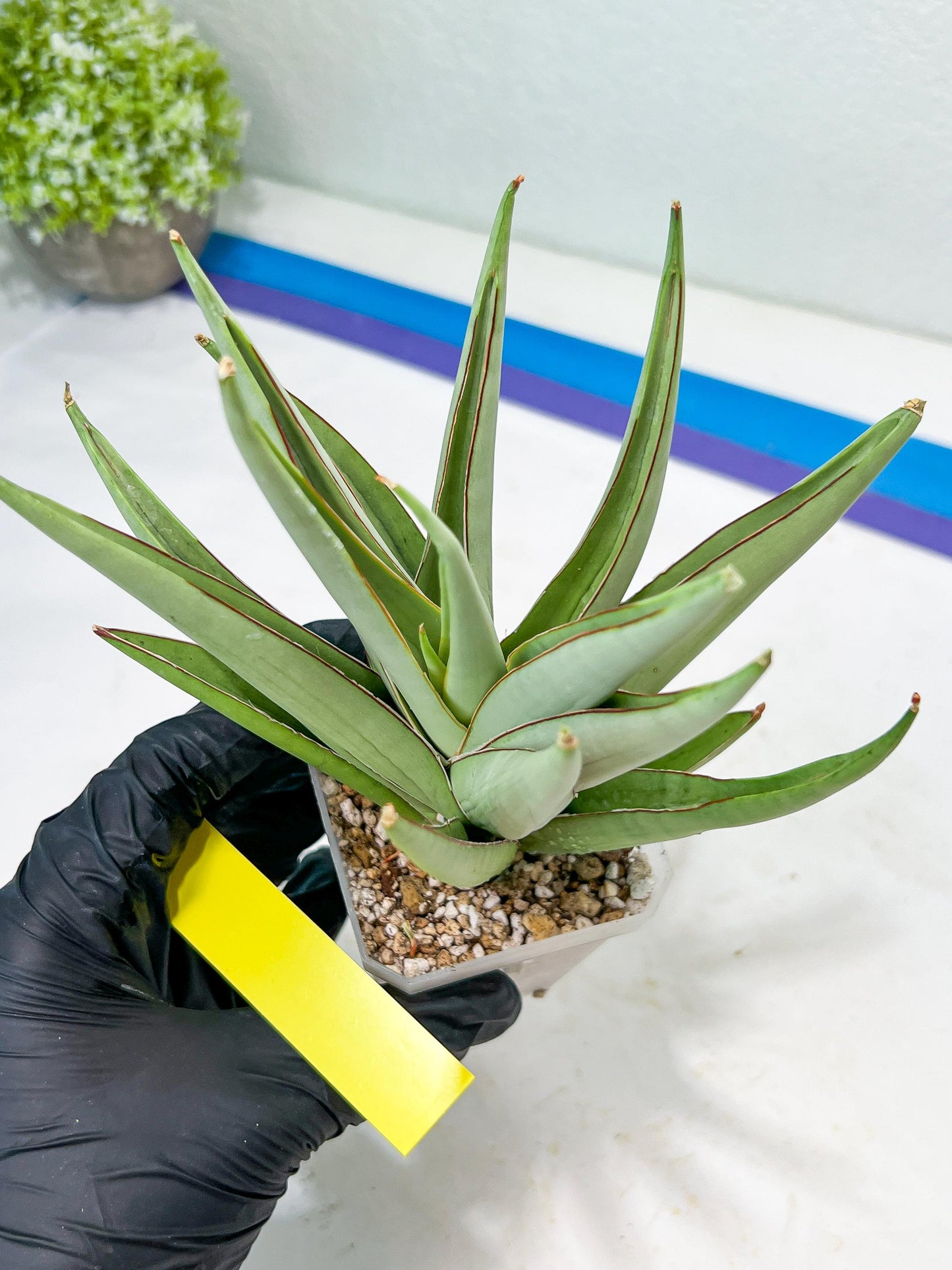 Sansevieria Frozen Trone (#PH19) | Imported Indoor Snake Plant