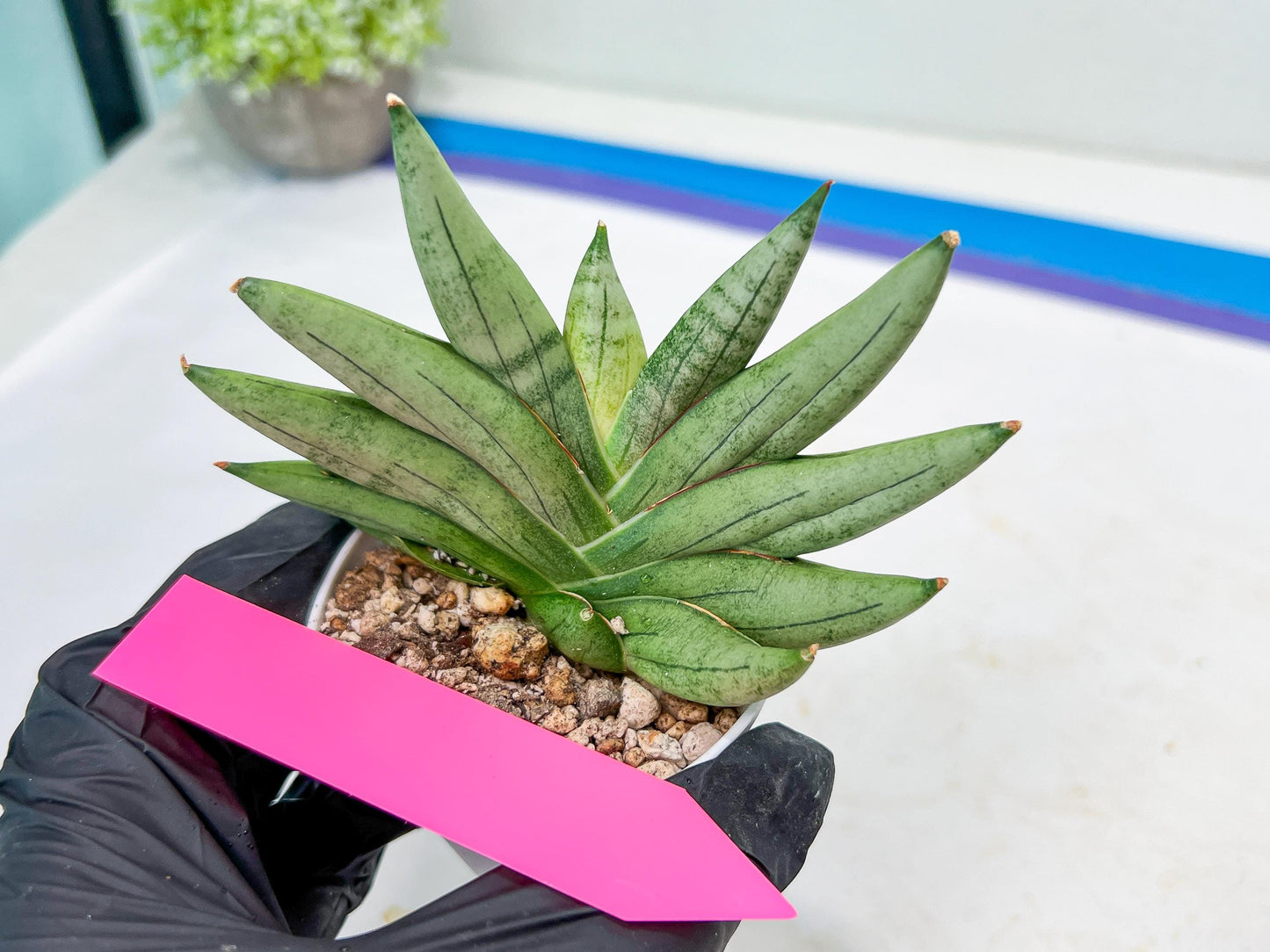 Sansevieria Nilin (#AC2) | Rare Imported Snake plant