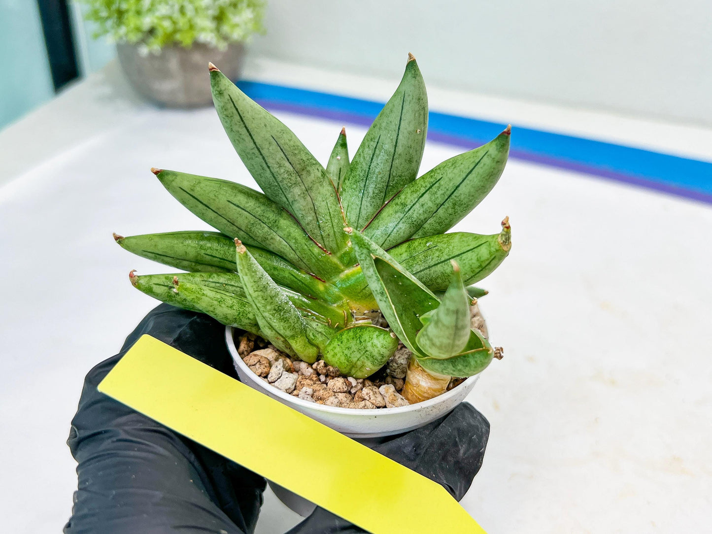 Sansevieria Nilin (#AC2) | Rare Imported Snake plant