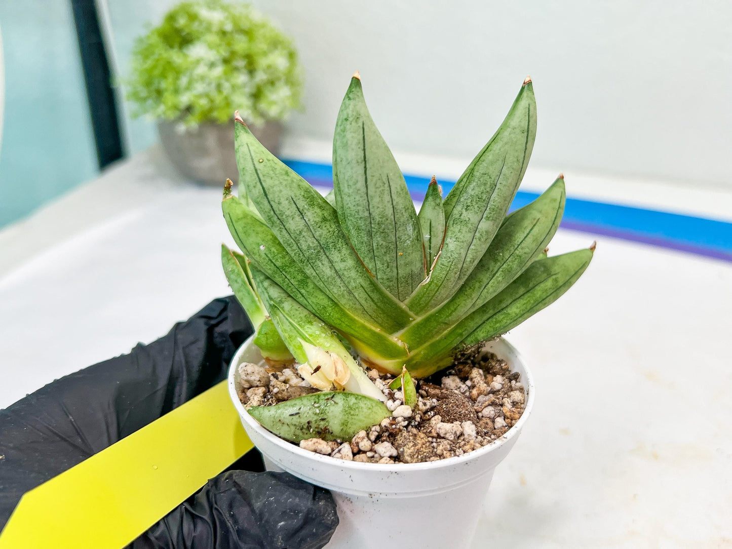 Sansevieria Nilin (#AC2) | Rare Imported Snake plant
