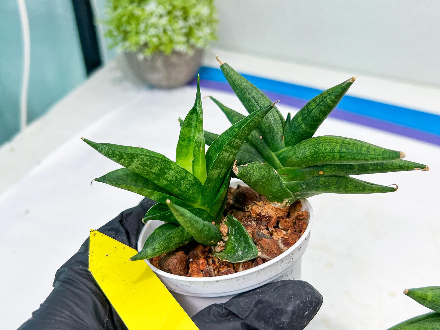 Sansevieria Crazy Crab (#AC4) | Imported Hybrid Snake Plants