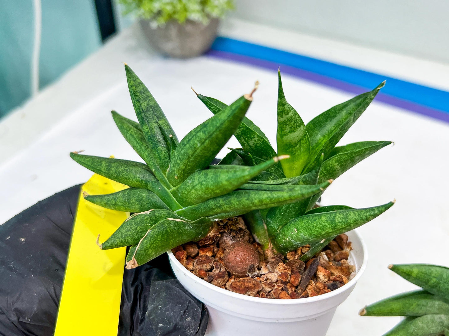 Sansevieria Crazy Crab (#AC4) | Imported Hybrid Snake Plants