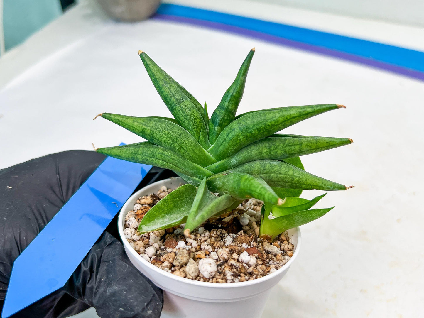 Sansevieria Crazy Crab (#AC4) | Imported Hybrid Snake Plants