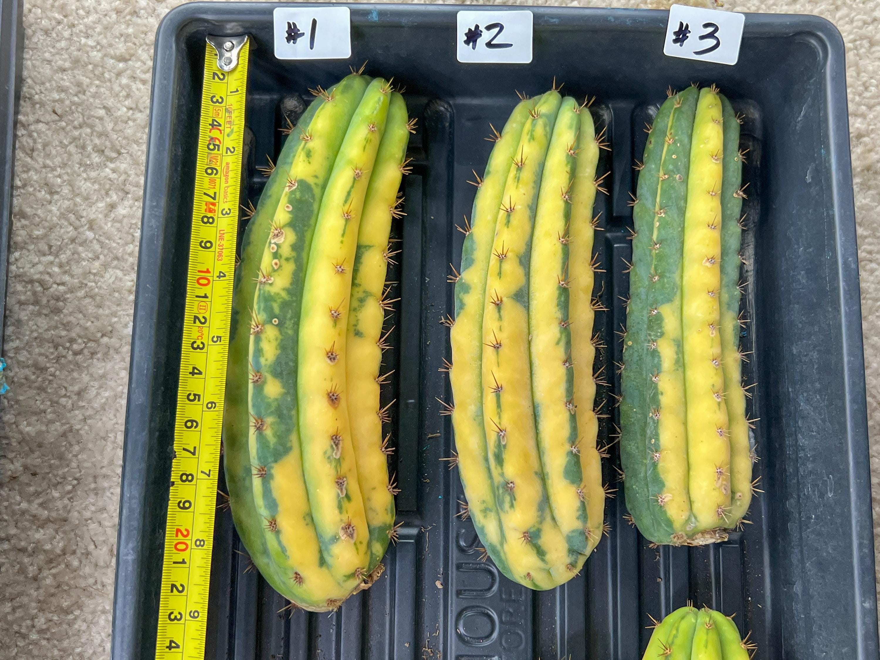 Imported Cactus for Grafting Purposes #1~3