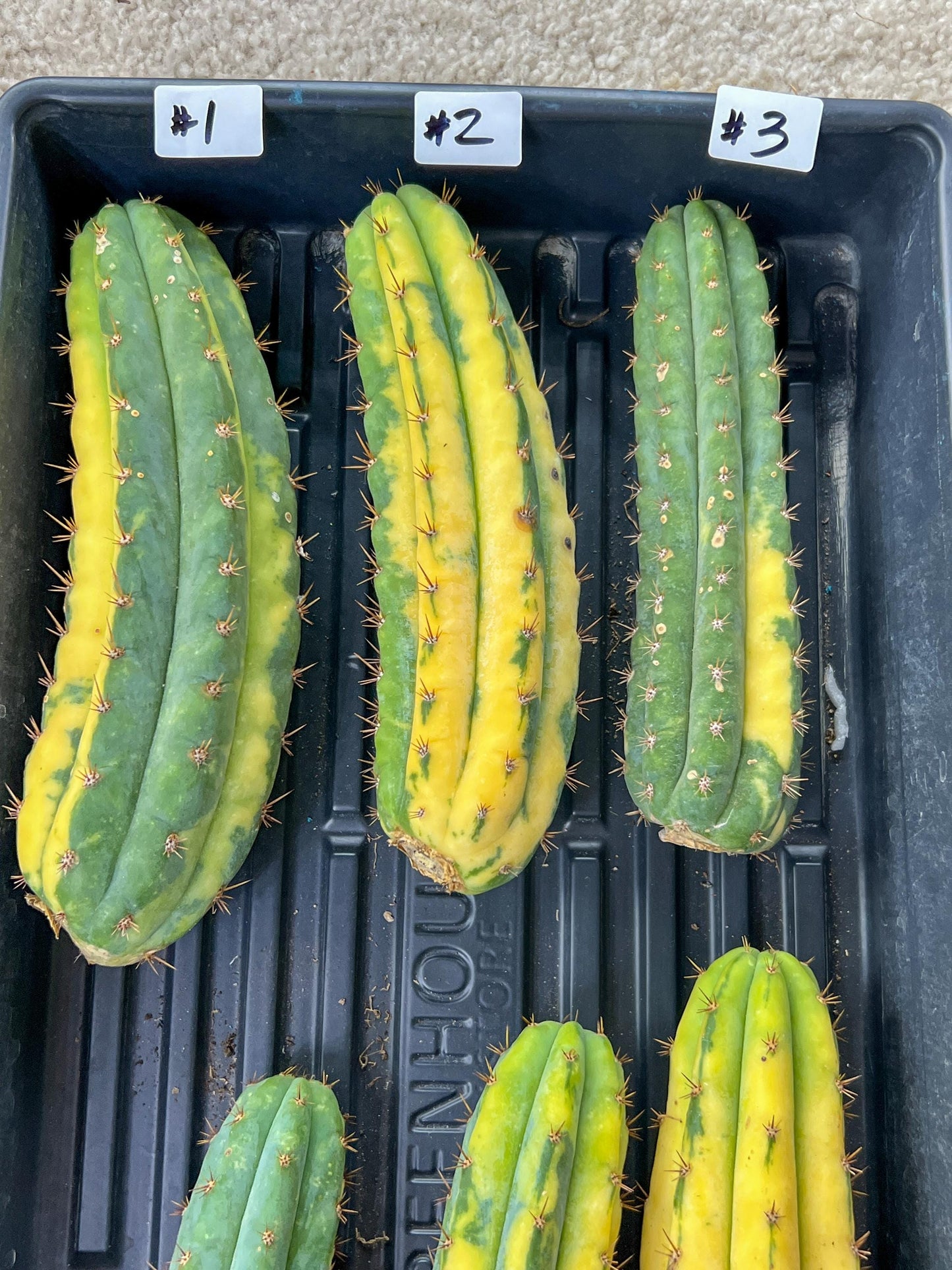 Imported Cactus for Grafting Purposes #1~3