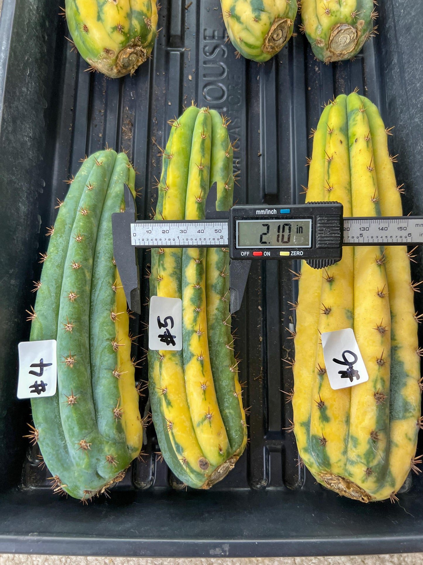 Thick Cactus for Grafting Purposes | Imported | #4~6