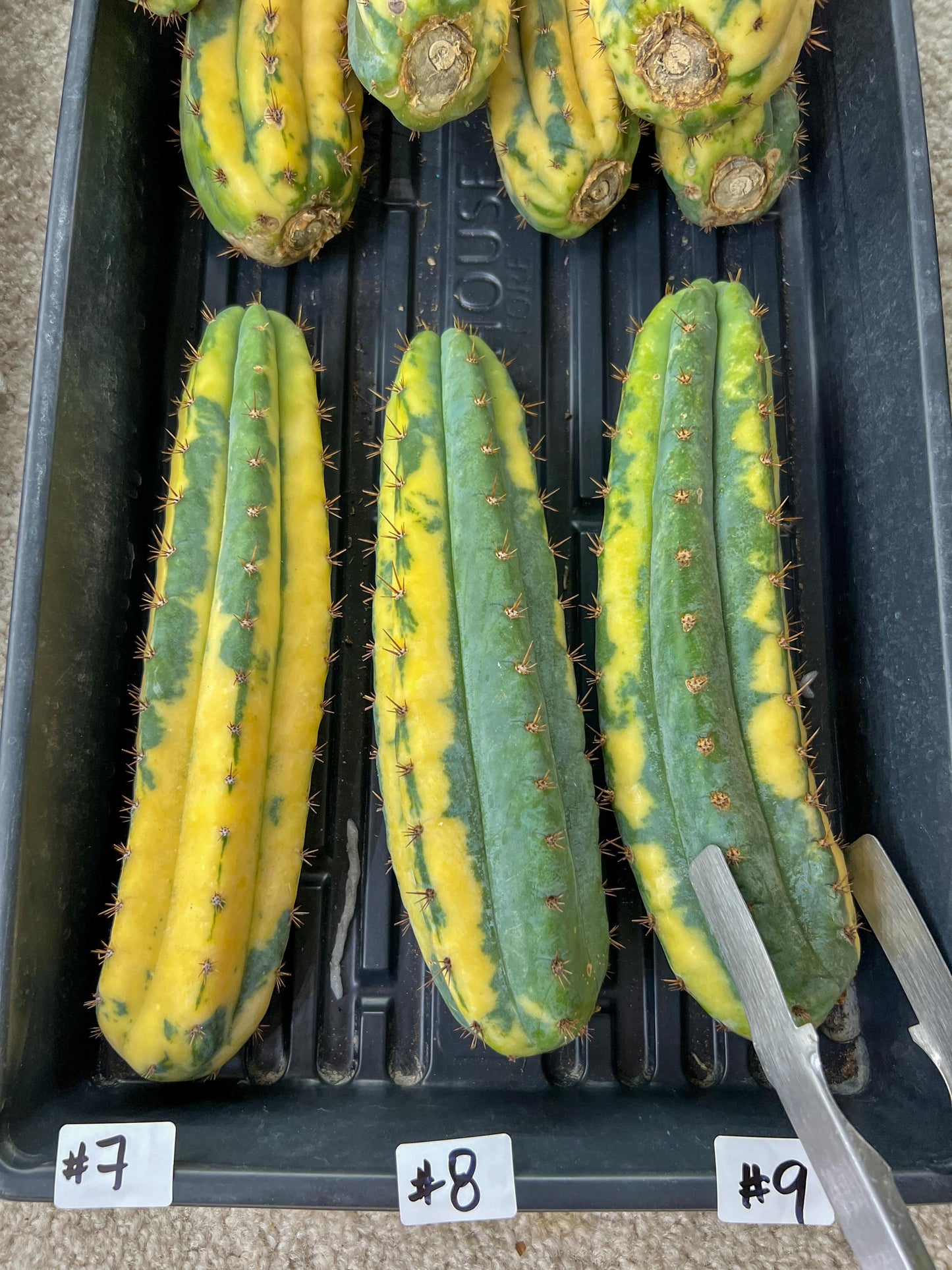 Thick Cactus for Grafting Purposes | Imported | #7~9