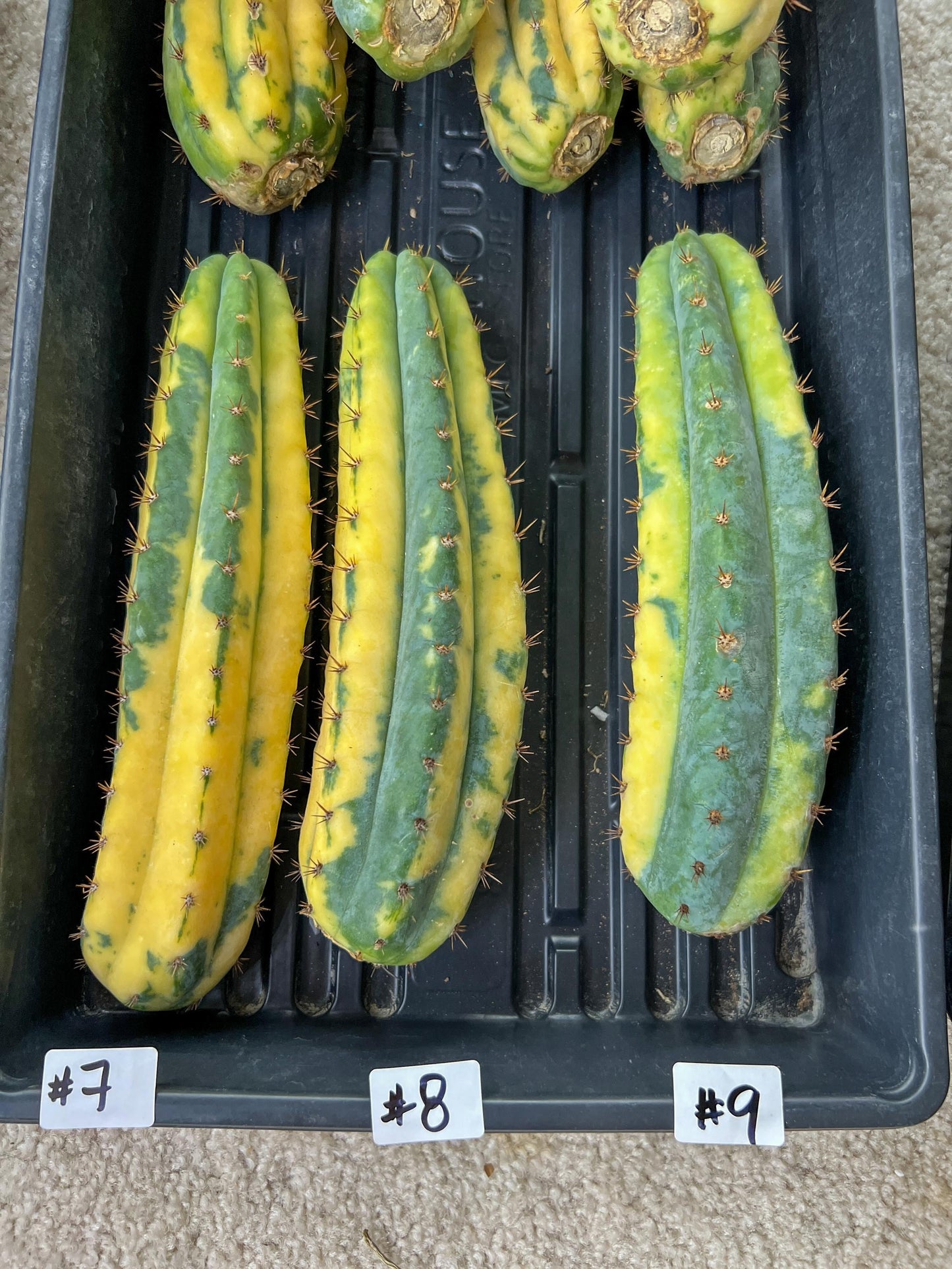 Thick Cactus for Grafting Purposes | Imported | #7~9