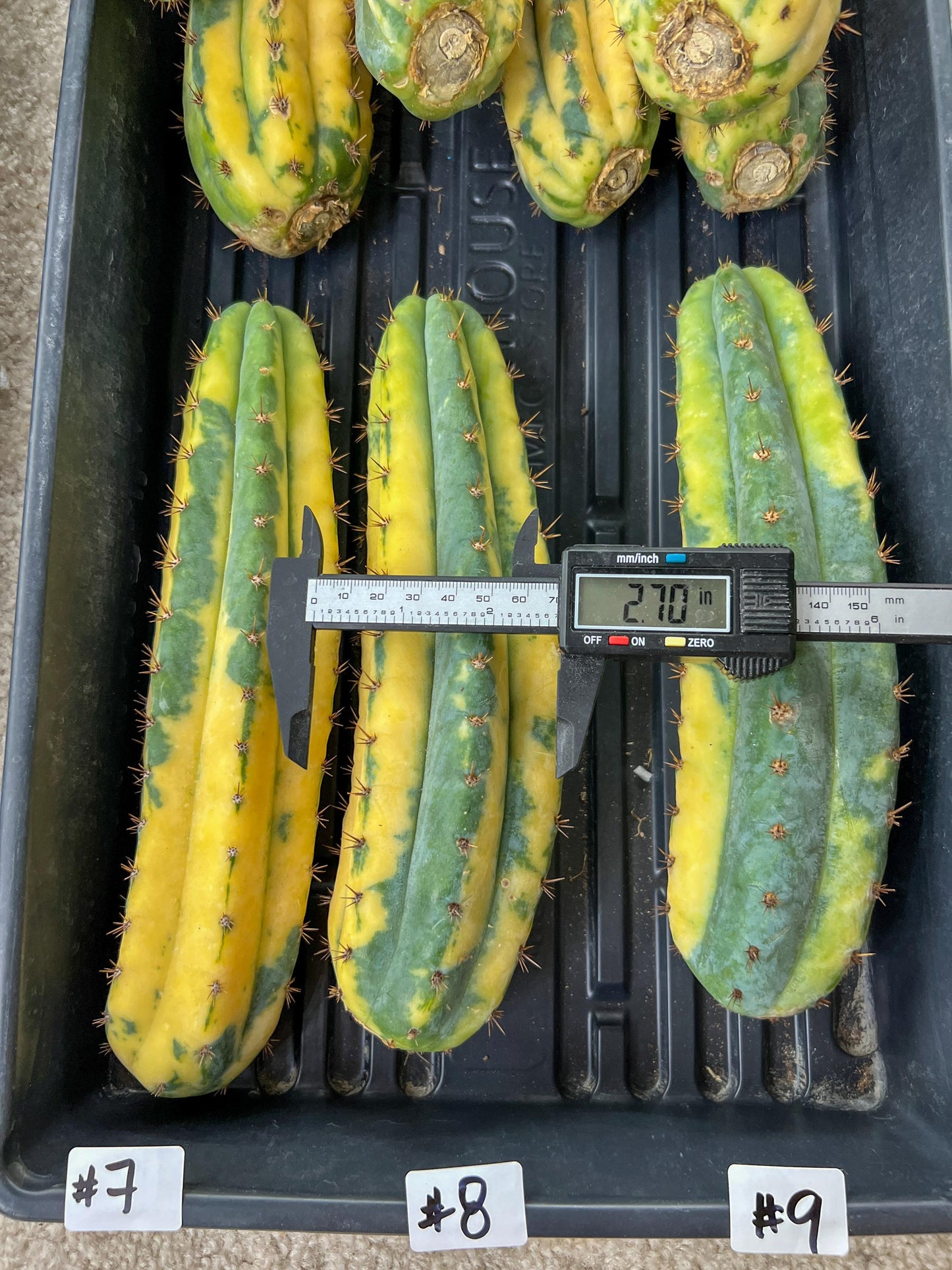 Thick Cactus for Grafting Purposes | Imported | #7~9