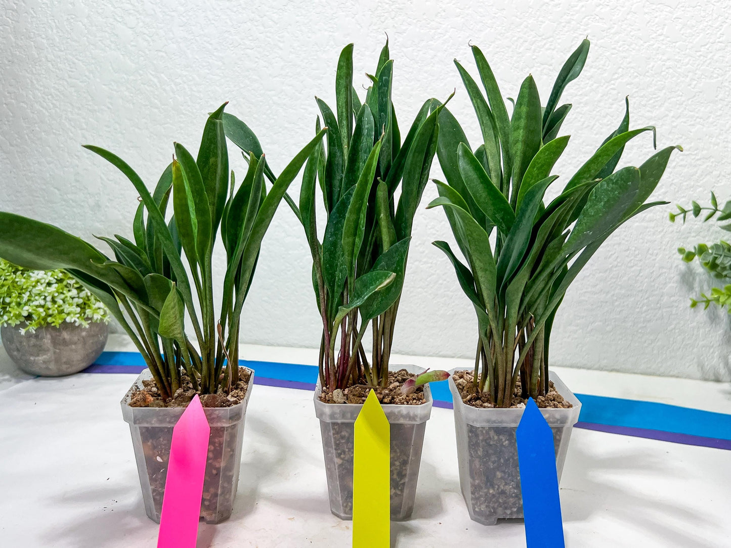 sansevieria Sudwala (#A5) | Imported Snake plant