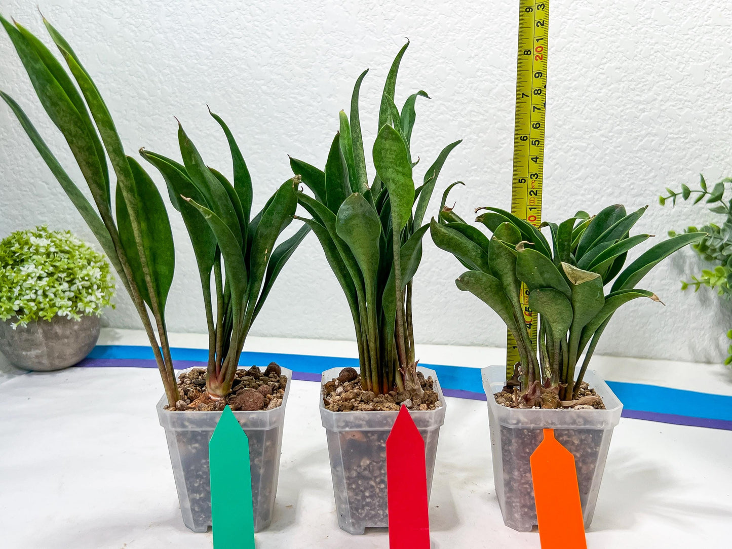 sansevieria Sudwala (#A5) | Imported Snake plant