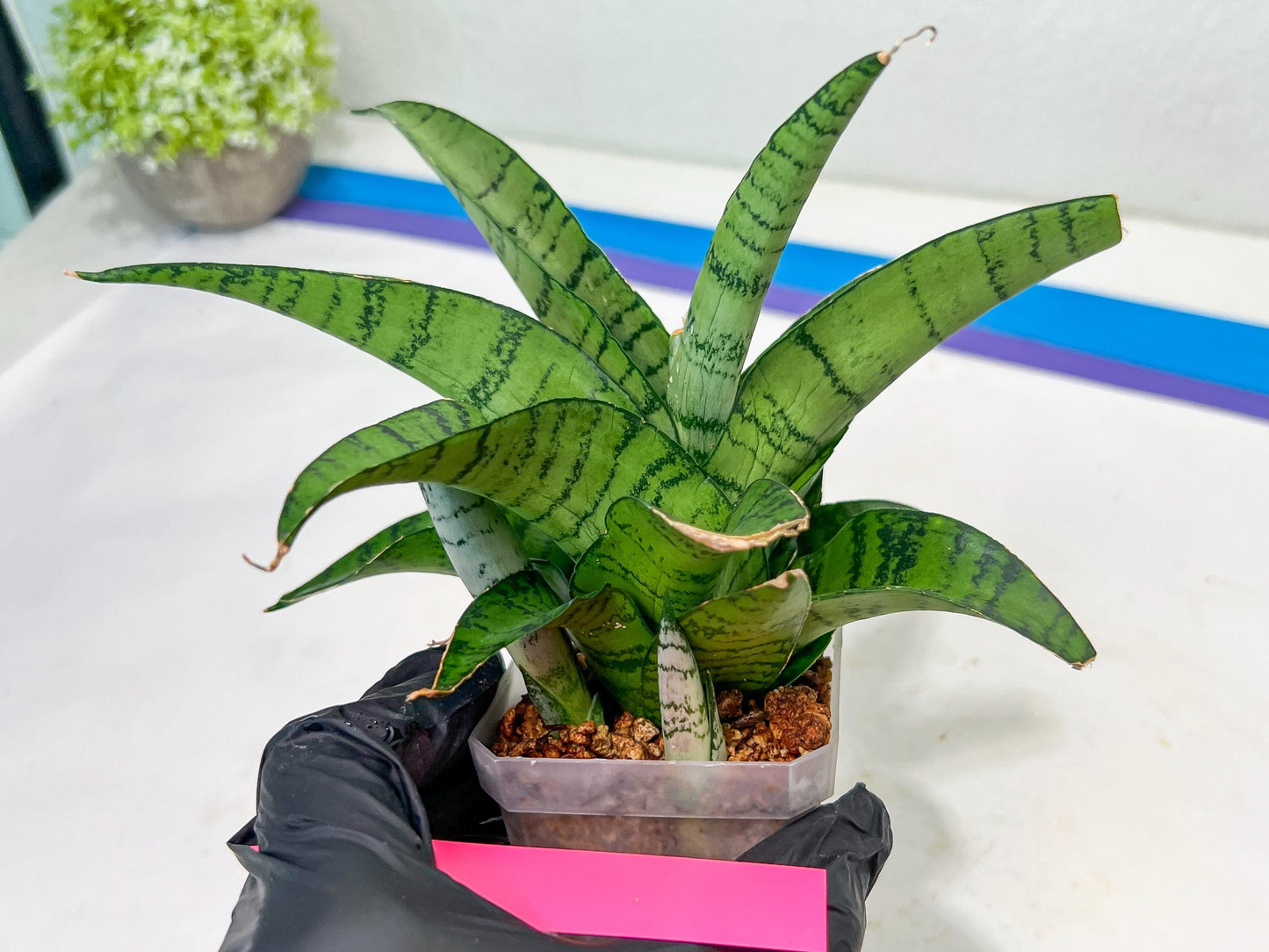 Sansevieria Spyder x Riyad | Brighten your day with a unique plant find!