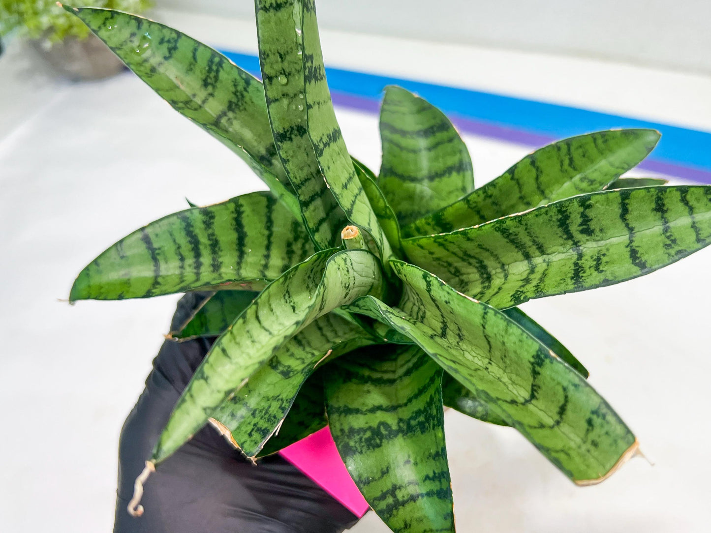 Sansevieria Spyder x Riyad | Brighten your day with a unique plant find!