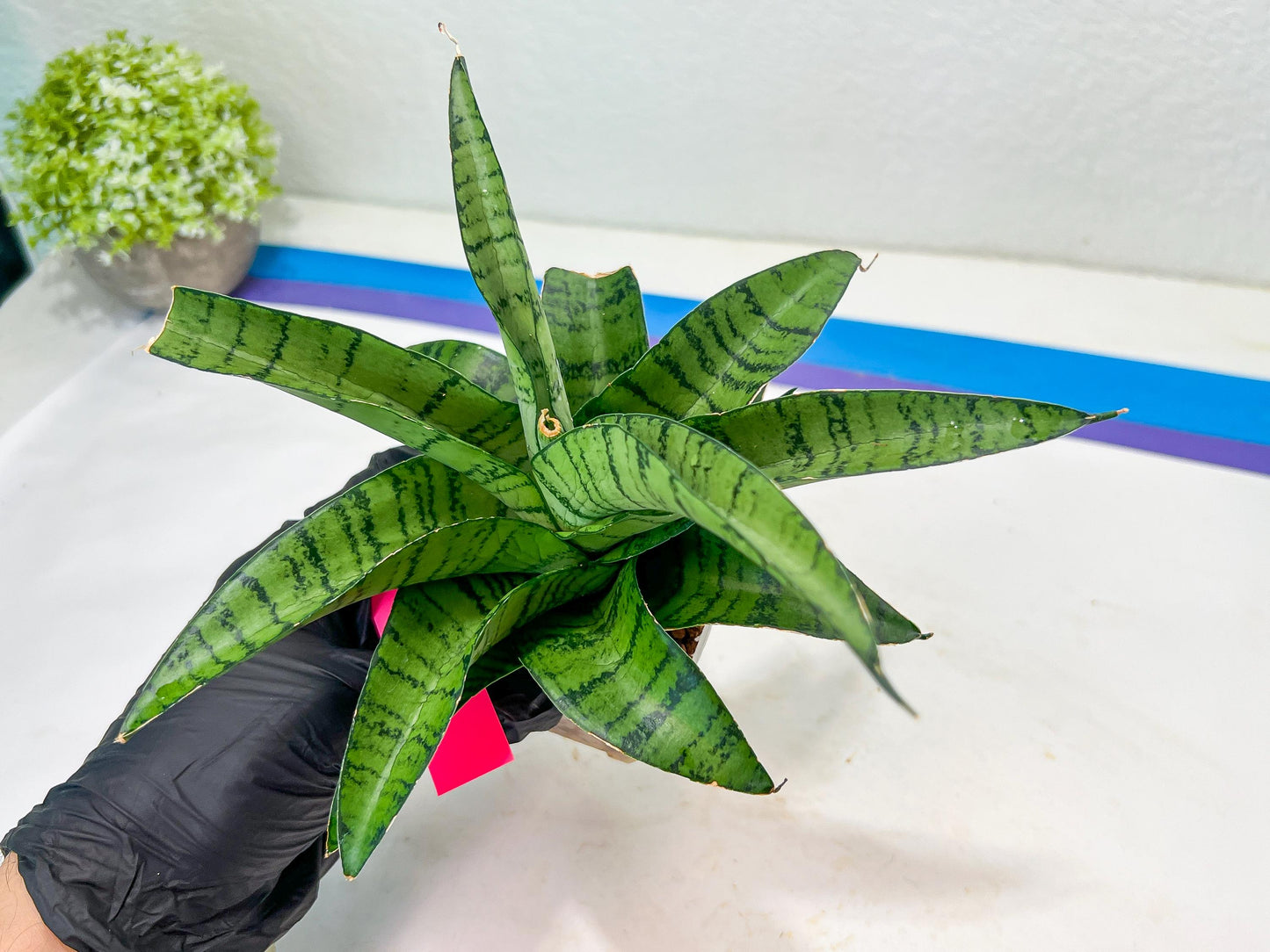 Sansevieria Spyder x Riyad | Brighten your day with a unique plant find!