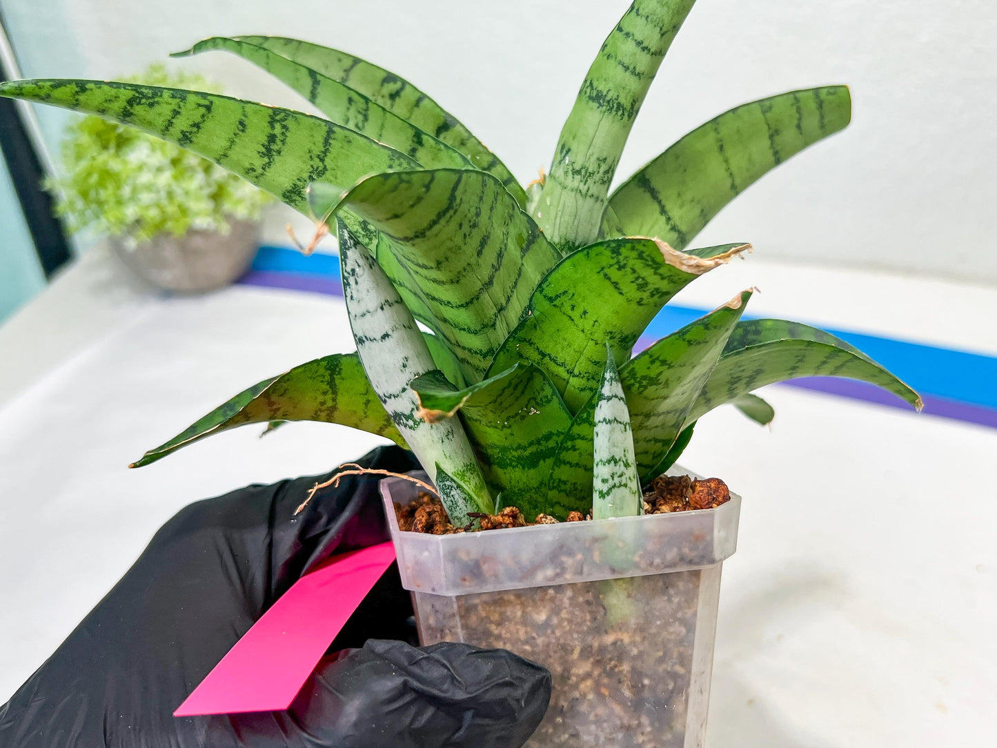 Sansevieria Spyder x Riyad | Brighten your day with a unique plant find!
