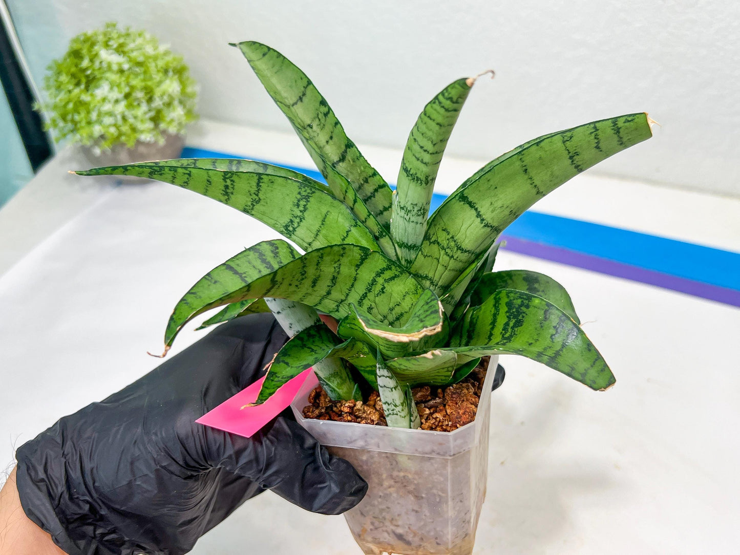 Sansevieria Spyder x Riyad | Brighten your day with a unique plant find!