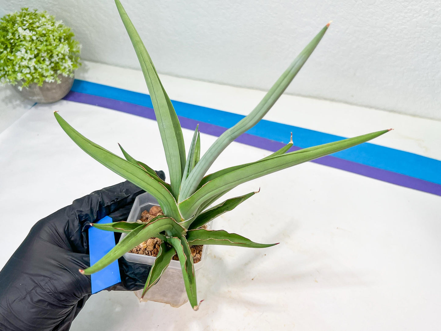Sansevieria Swan Dancer XL | Imported Plants | Rare Hybrid Species