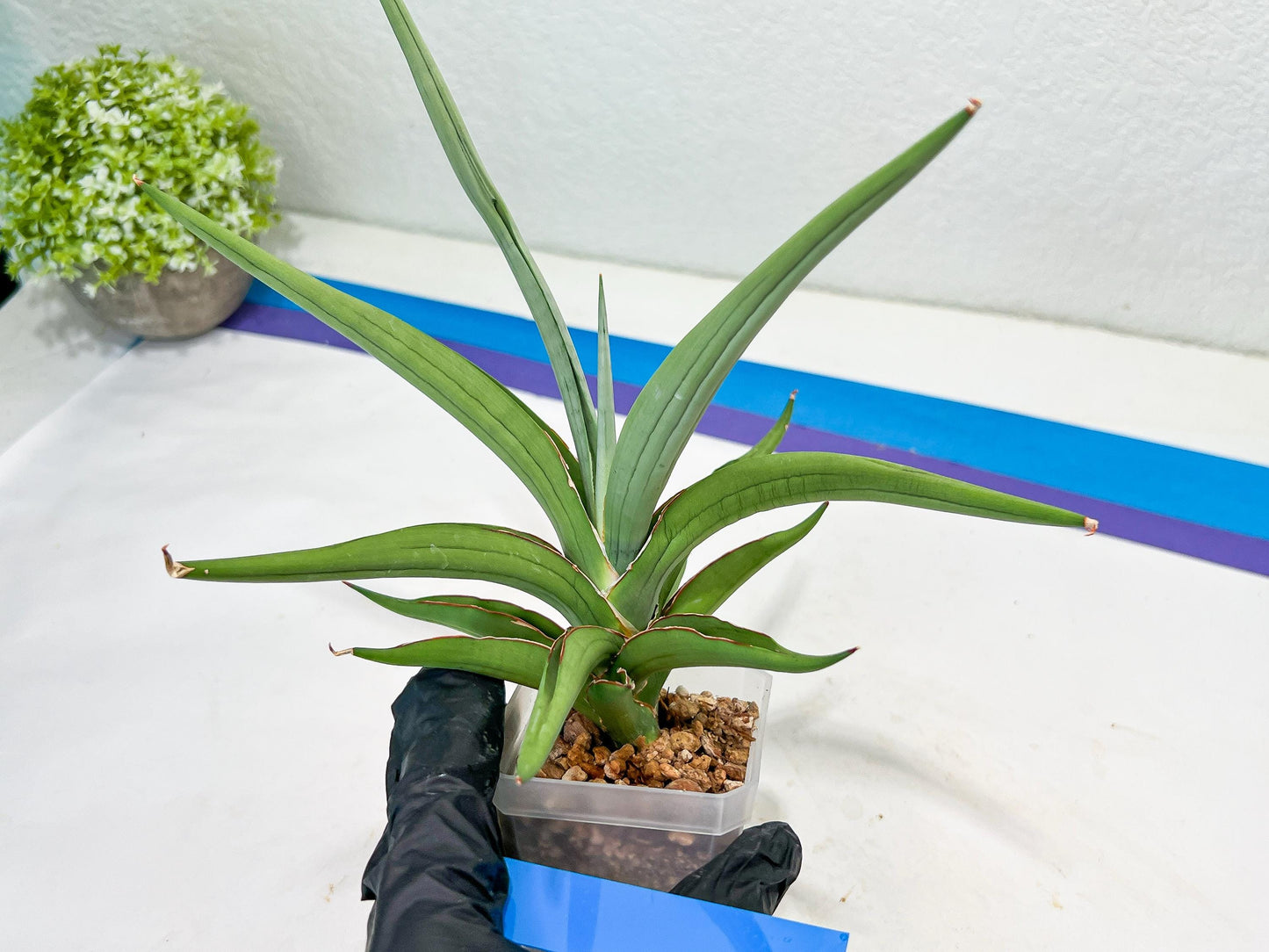 Sansevieria Swan Dancer XL | Imported Plants | Rare Hybrid Species