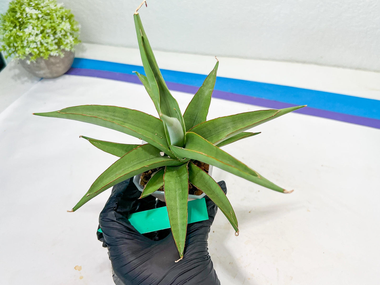 Sansevieria Lanta XL | Imported Plants | Rare Hybrid Species
