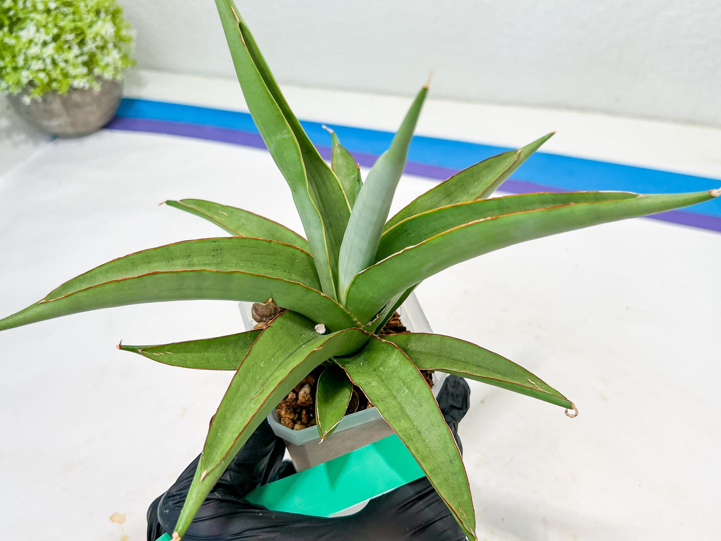 Sansevieria Lanta XL | Imported Plants | Rare Hybrid Species