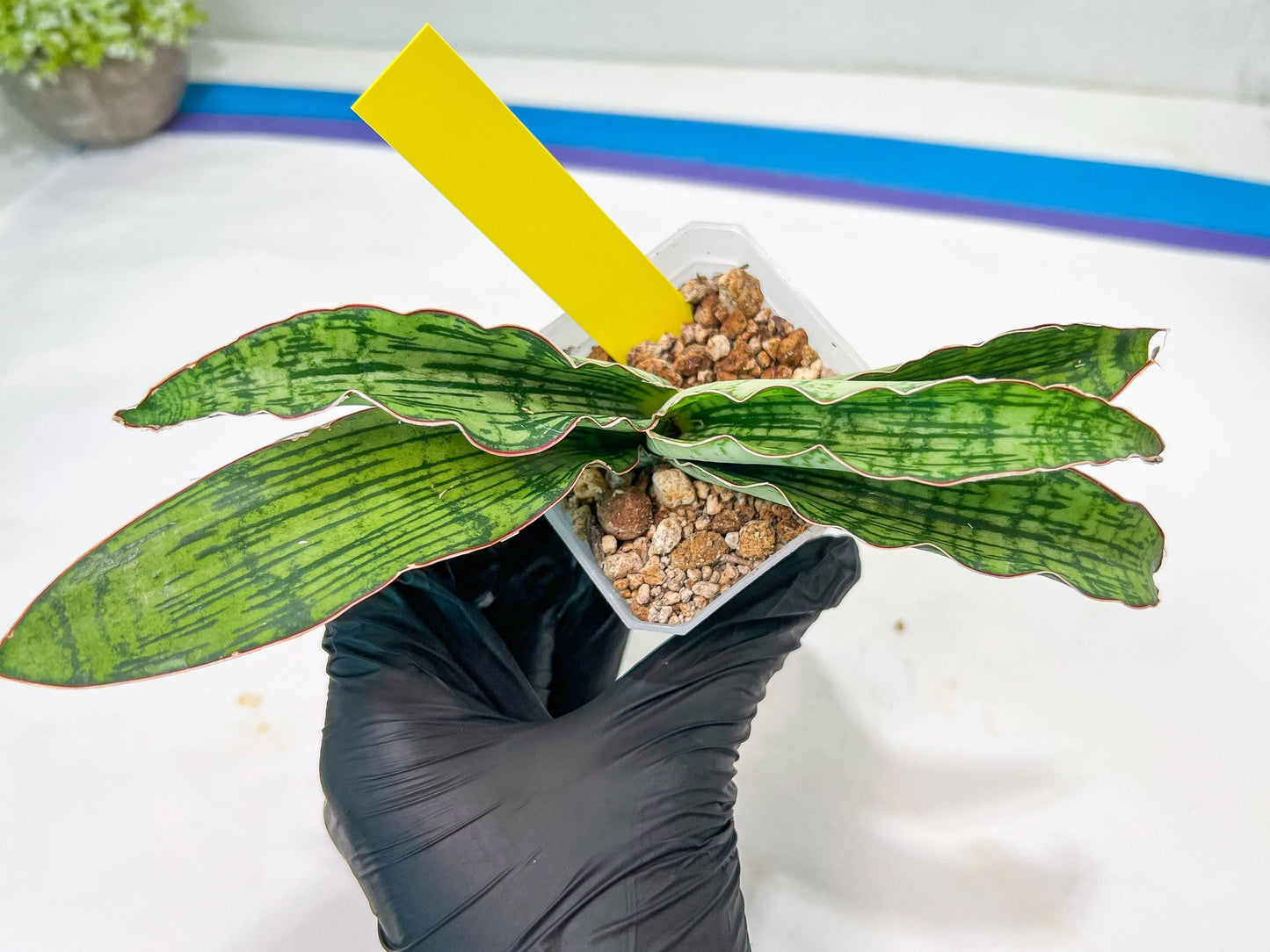Sansevieria Cleopatra (H20) | Select Your Unique Exotic Plant