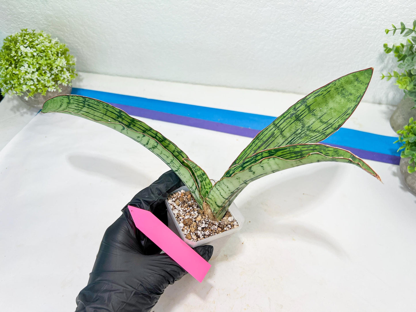 Sansevieria Cleopatra (H20) | Select Your Unique Exotic Plant