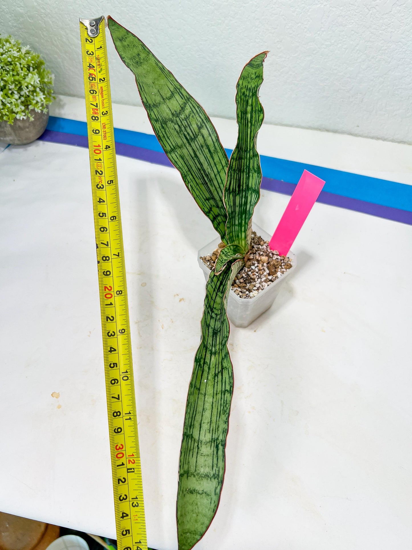 Sansevieria Cleopatra (H20) | Select Your Unique Exotic Plant
