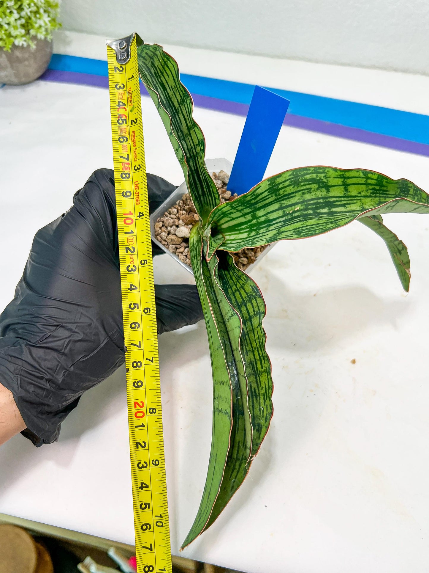 Sansevieria Cleopatra (H20) | Select Your Unique Exotic Plant