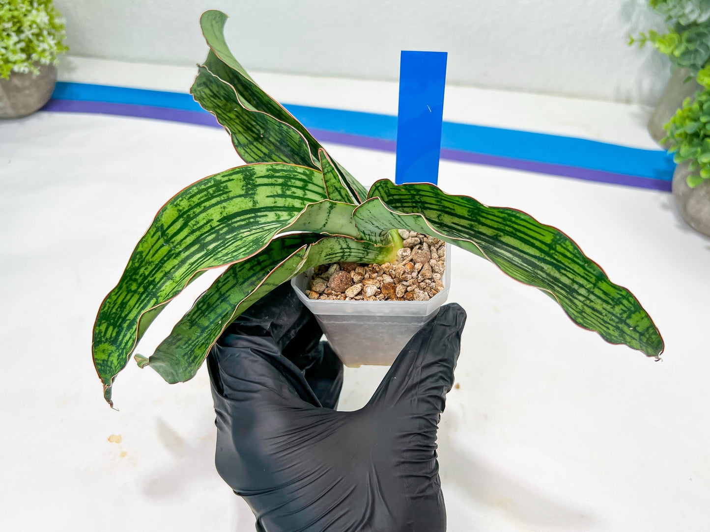 Sansevieria Cleopatra (H20) | Select Your Unique Exotic Plant