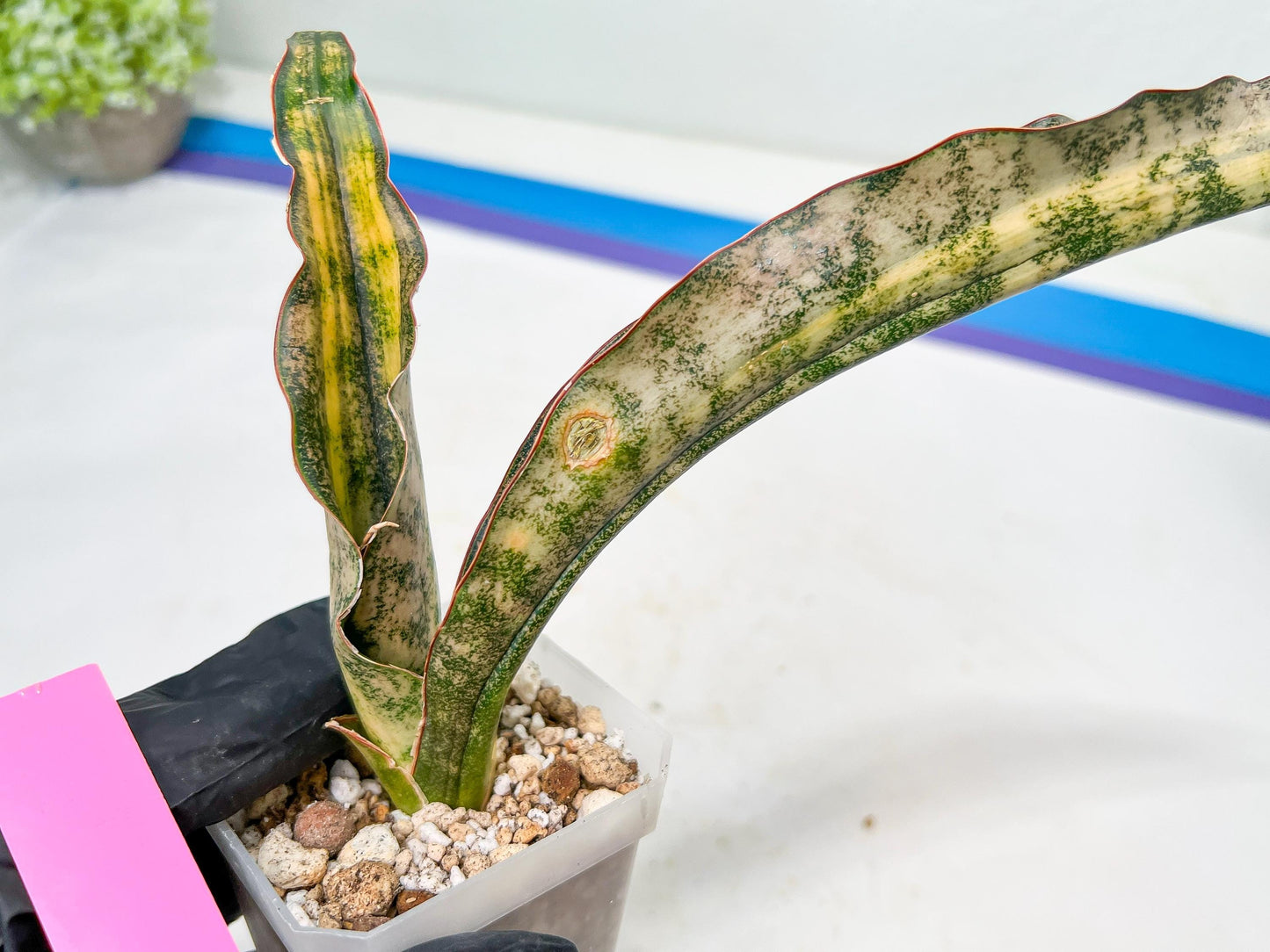 Sansevieria Kirkii Coppertone Variegated | Uncover a Rare and Unusual Plant (4~6)