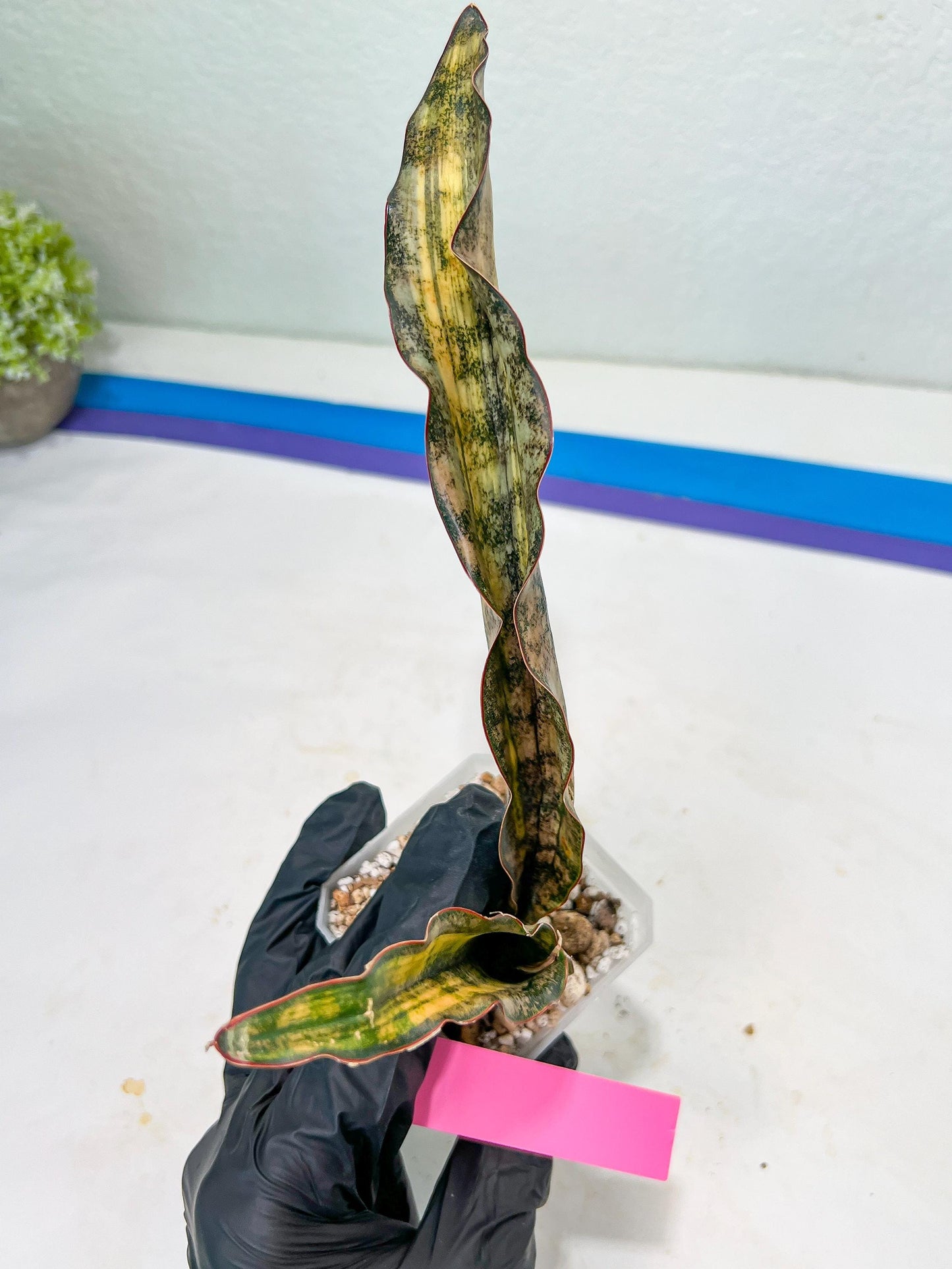 Sansevieria Kirkii Coppertone Variegated | Uncover a Rare and Unusual Plant (4~6)