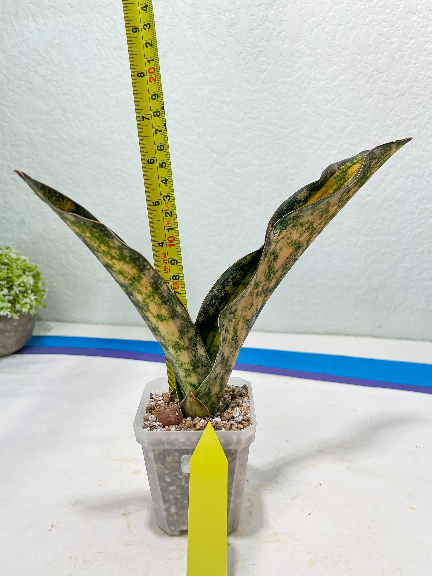 Sansevieria Kirkii Coppertone Variegated | Uncover a Rare and Unusual Plant (4~6)
